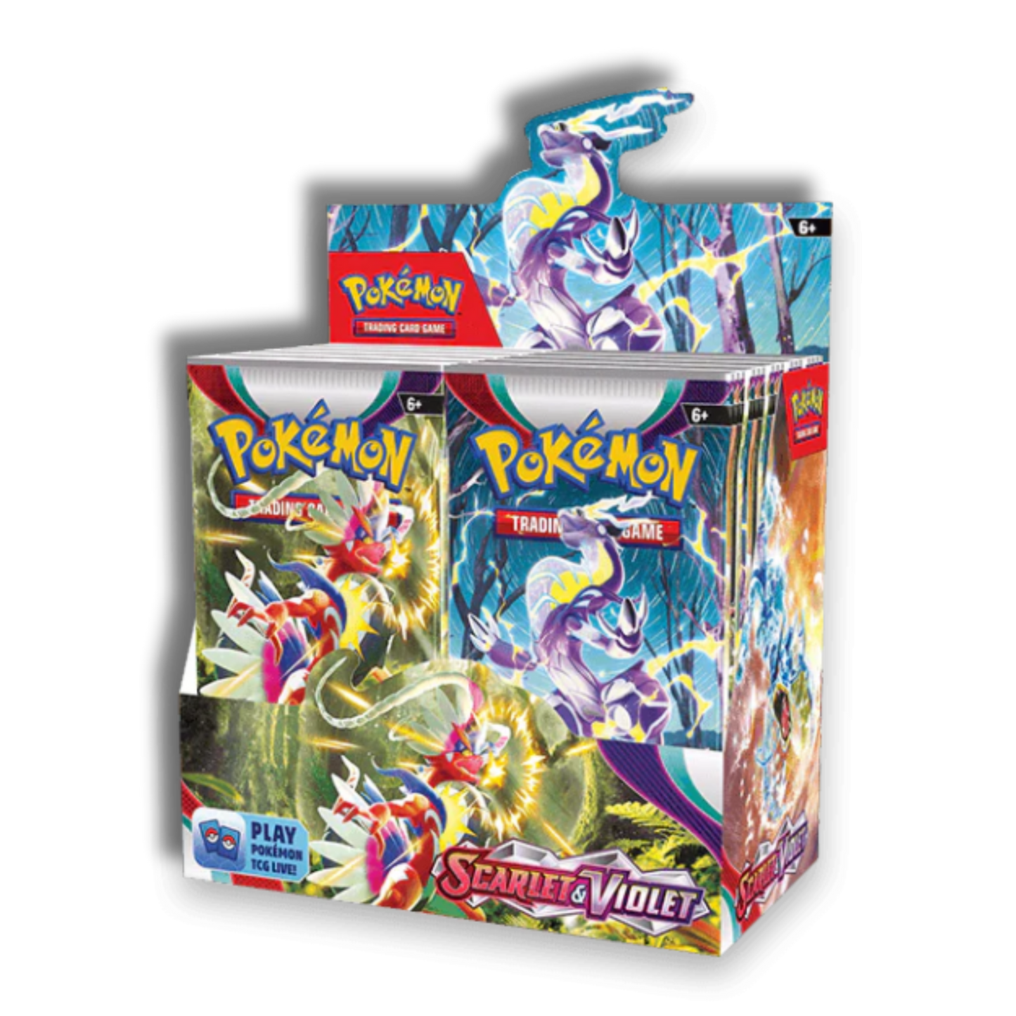 Caja de 36 Sobres de Escarlata y Purpura - Inglés 🇬🇧